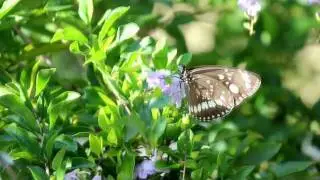 Crow Butterfly