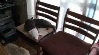 cat wearing a rabbit costume
