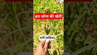 रागी की खेती सिमडेगा झारखण्ड। #omprakashausar #automobile #bakrifarming #chhattisgarh