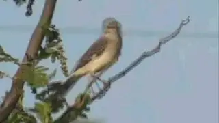 Barcley James Harvest - Mockingbird