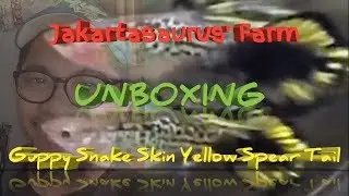 UNBOXING - Guppy Snake Skin Yellow Spears - Jakartasaurus' farm (Ep.1)