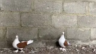 Краснодарские бойные бокатые голуби 🕊️🤍