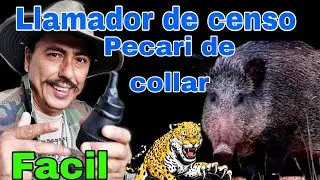 HAZLO, LLAMADOR EFICAS DE PECARI,  CENSO, JABALI DE COLLAR, COMO HACERLO FACIL.