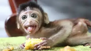 Yummy!! Look so delicious lovely baby monkey Ting Ting trying to eating sweet banana