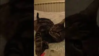 ПИРАТ и Кунг-фу