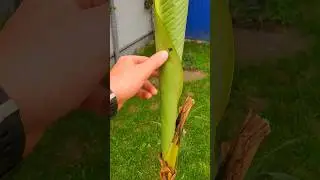 2 банана которые были на хранении