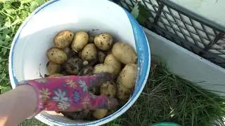 Результат посадки картофеля в ящики. Урожай 3,8 кг с двух клубней