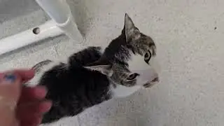 Blaze cute noises