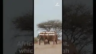 African elephant 