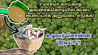 தோட்டத்தில் கூடை கூடையாக விளைச்சலுக்கு உழவர் சொன்ன உரம் |  எவ்வளவு வெயில் அடிச்சாலும் கூலான கரைசல்🌿🏟
