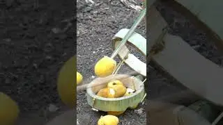 put the trap for catching the pigeon