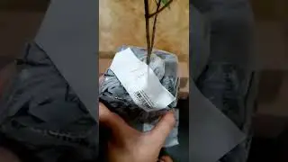 Отзыв Агромаркет (Відгук) Гортензія Полярний Ведмідь, Лайм Лайт, Вімс Ред