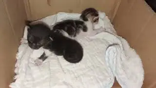 Cute new born kitties #newborn #çute #kittens