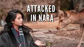 Attacked In Nara By Deers