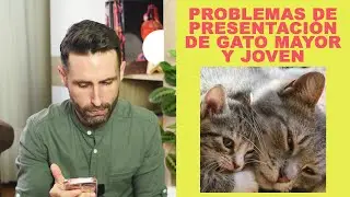¿Qué debo tener en cuenta para presentar a un gato joven con uno mayor?