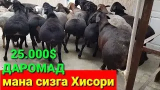 Хисори куй бокиш бизнеси | кузилари СОТИЛАДИЯМ
