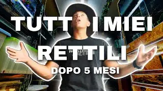 TUTTI I MIEI RETTILI DOPO 5 MESI DI ASSENZA!!