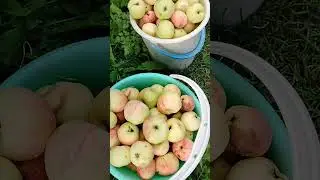 №384 музыкальная минутка. яблоки 2024