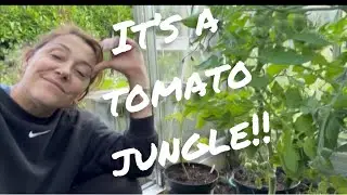 Tomato Abundance In The Greenhouse #selfsufficiency #grow #sustainability