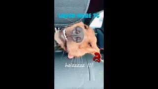 The friends never bear to grow up #3 - Funny Dogs - Funny animal - Laugh more TG