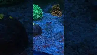Креветка доктор #морскойаквариум #reeftank #reef