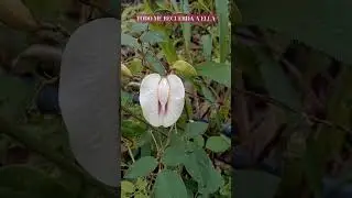 TODO ME RECUERDA A ELLA #viralvideo #viral #shortviral #colombia #natural #flowers #paisaje
