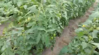 Мои овощи на 1.07.2024.