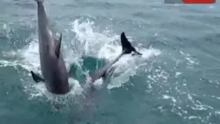 VALTUBE - A Origem dos Zoiudos - Cancun - Barco Pirata