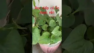 Nhà quê cần gì trồng nấy - Rau diếp cá rất dễ trồng #shorts  #nhaque  #oganic