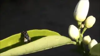 Fly hiding in folded citrus leaf - Close up filmed in HD