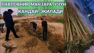 #павлония