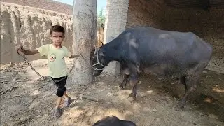 Buffalo bathing | Winter morning routines | Chacha Bhatija