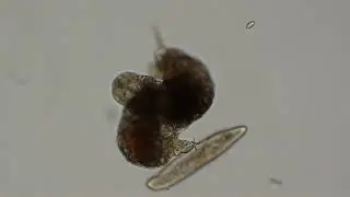 Water bears battle:  Tardigrades wrestle as paramecia watch