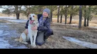 Весенняя прогулка с алабаем. Встретили трёх косуль по дороге.