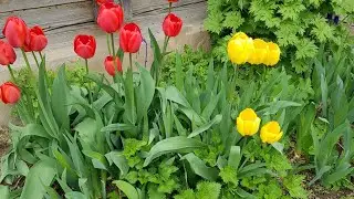 Холод и рассада в теплице  20-21.04.24
