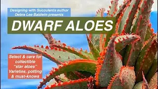 Discover Dwarf Aloes: Varieties, Potting & Care Essentials