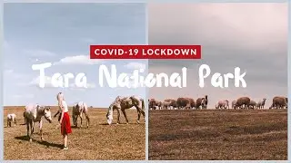 Spending COVID-19 lockdown isolation on Tara National Park, Bajina Basta, Western Serbia