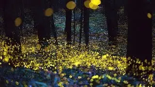 Bumble Bees, Levitation and Earth's Magnetic Grid.