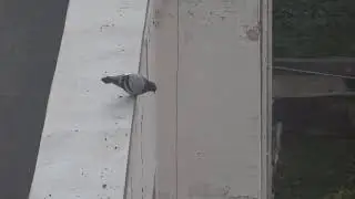 Suicidal Pigeon