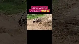 Tiger Hunts Dog 🥺 #wildlife #wildlifeanimals #animalsvideo