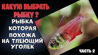Какую выбрать рыбку для аквариума? Вот эта рыбка идеально подойдет для вашего маленького аквариума!