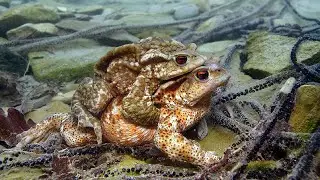 TOADS and NEWTS in love!