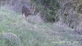 Cabirol   (Capreolus capreolus) a  l'Anoia  01-2023. Corzo.