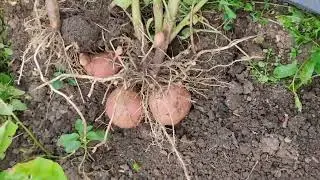 20 августа 2024 г.