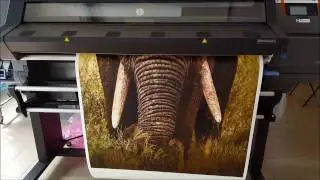 HP Latex 315