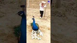 pleasing open peacock #peacock #birds #shorts #bollywood #hindisong #lovesong