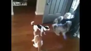 Кот водит пса на поводке