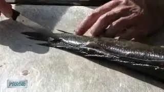 Swordfish Bait Snakehead