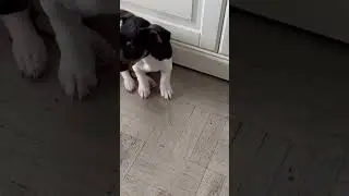 Ай ай красавица 🐶