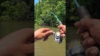 ikan ini penguasa seluruh seluk beluk sungai ini  